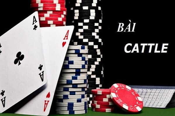 Bài catte được yêu thích nhiều nơi